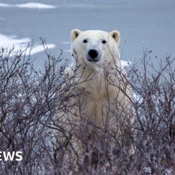 Trouble in Arctic town as polar bears and people face warming world