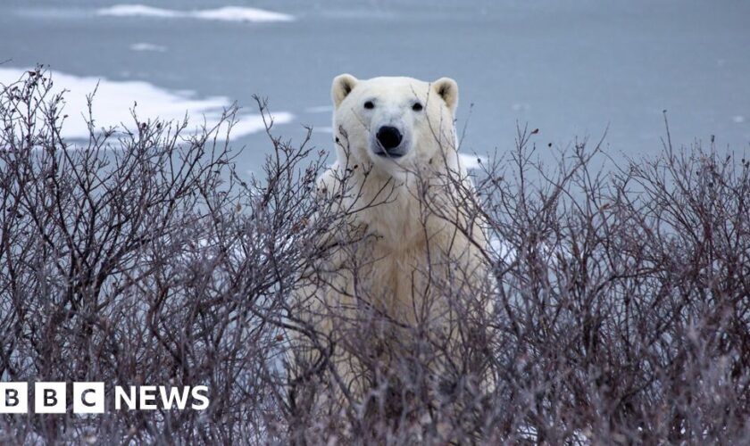 Trouble in Arctic town as polar bears and people face warming world