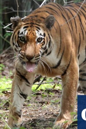 Twenty big cats die of bird flu at sanctuary in Washington state