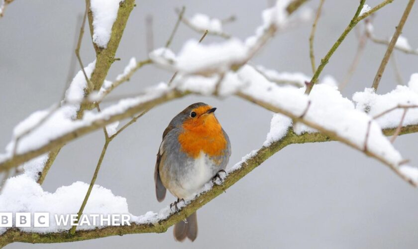 A robin sits on a snow-covered branch