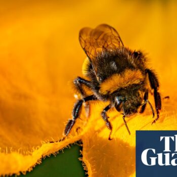 UK to ban bee-killing pesticides but highly toxic type could still be allowed