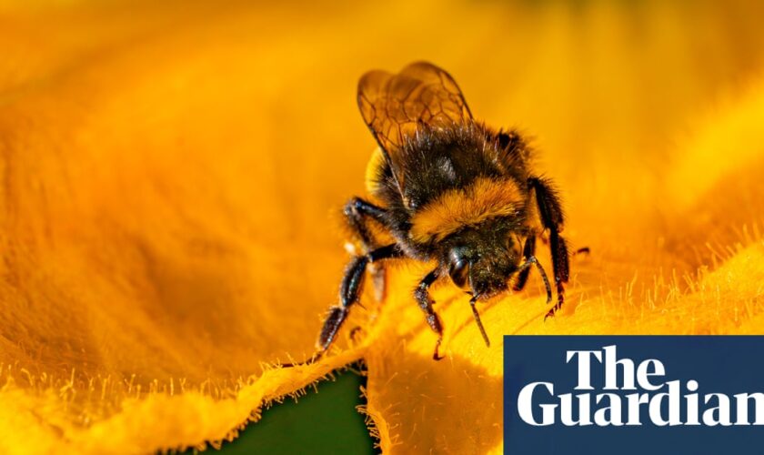 UK to ban bee-killing pesticides but highly toxic type could still be allowed