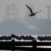 Ukraine: Oil spill off Crimea poses huge environmental risk