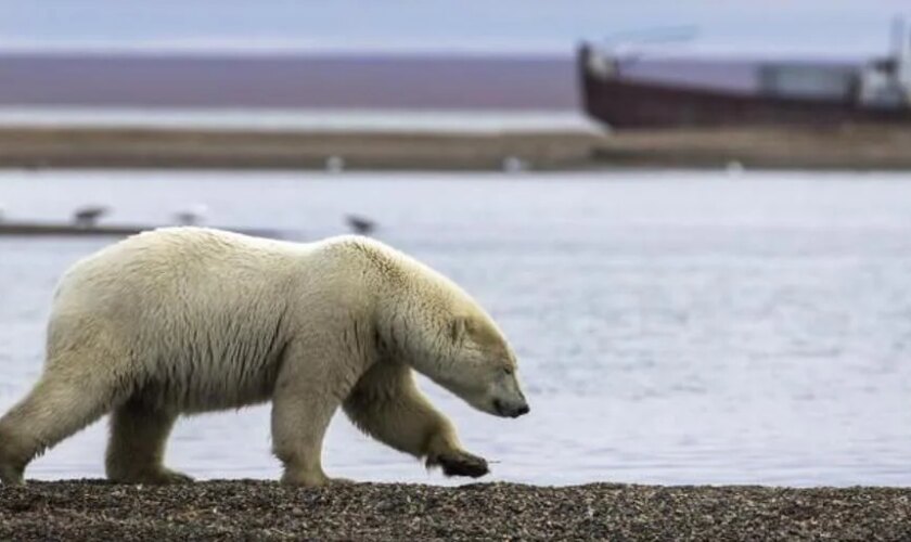 Un hombre resulta herido tras enfrentarse a un oso polar en Canadá para proteger a su esposa