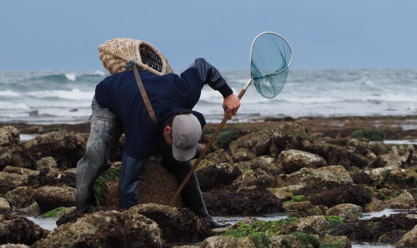 « Un loisir accessible à tous » : tous les secrets de la pêche à pied sur l’île d’Oléron dans un livre