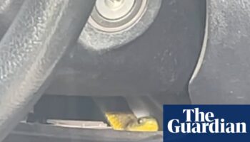 Venomous tiger snake slithers up driver’s leg on Melbourne freeway