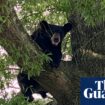 Virginia man dies after bear shot in tree falls on him