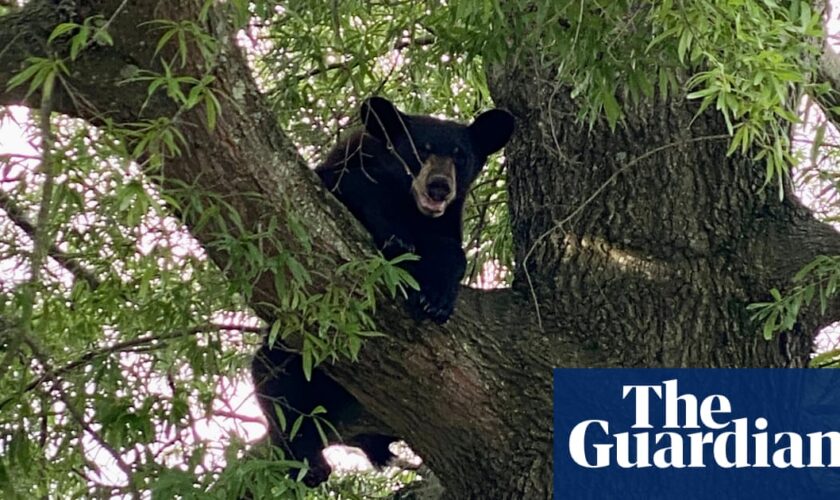 Virginia man dies after bear shot in tree falls on him