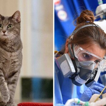 Why scientists think your house cat could spark the next global pandemic