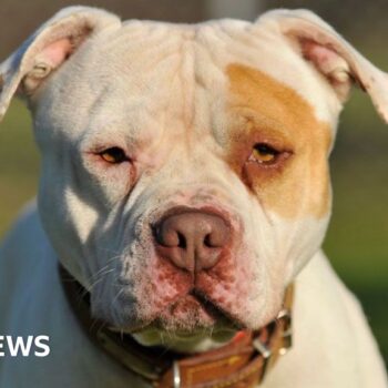 XL bully victim calls ban ‘useless’ as police destroy 100 dogs a month