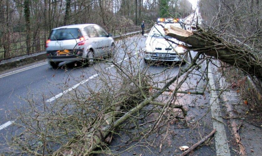 Yvelines : un arbre s’écrase sur une moto entre… le conducteur et sa passagère