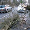 Yvelines : un arbre s’écrase sur une moto entre… le conducteur et sa passagère