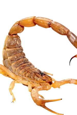 Invasive Arten: Wenn ein Skorpion aus dem Postpaket krabbelt