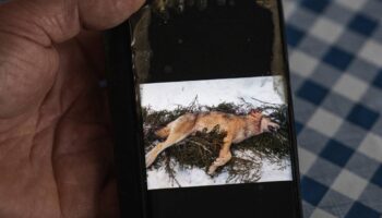 La Suède lance la chasse au loup pour réduire de moitié sa population