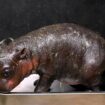 US zoo gets its own Moo Deng and launches poll to name baby pygmy hippo