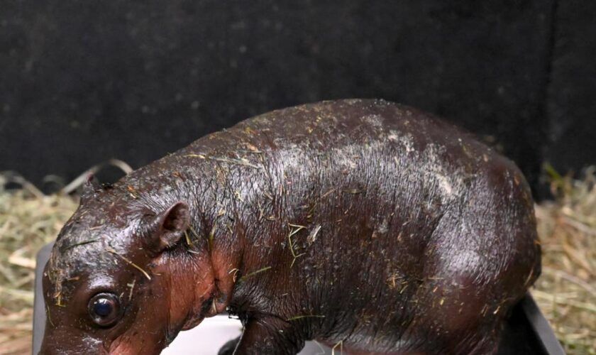 US zoo gets its own Moo Deng and launches poll to name baby pygmy hippo