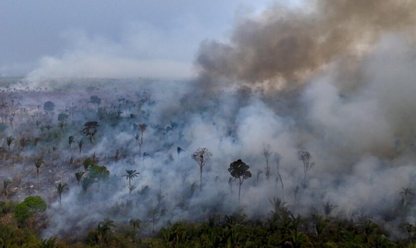 Brésil : derrière le triste record d’incendies en Amazonie, il y a quand même une bonne nouvelle en 2024