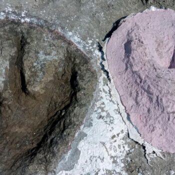 Hundreds of dinosaur footprints discovered in Oxfordshire