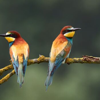 Les oiseaux aussi connaissent l’infidélité et le divorce