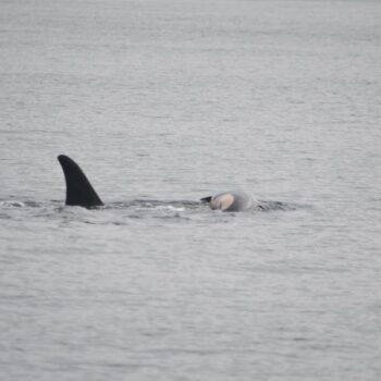 Grieving mother orca whale carries dead baby — again