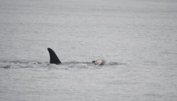 Grieving mother orca whale carries dead baby — again