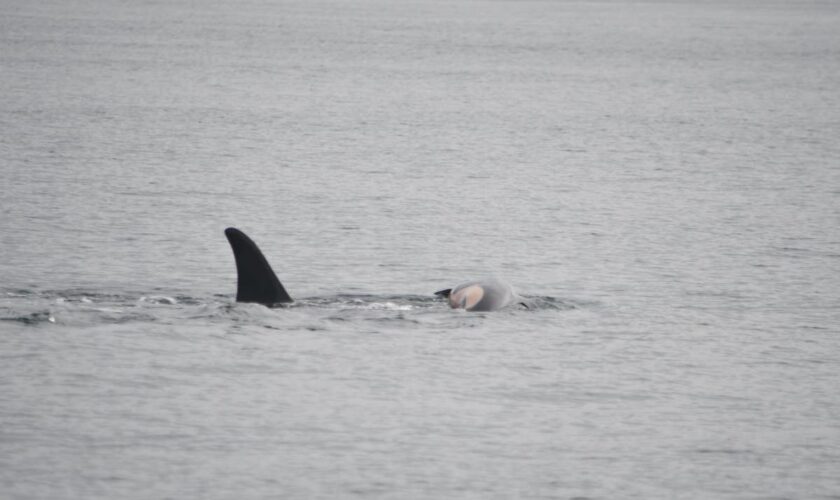 Grieving mother orca whale carries dead baby — again