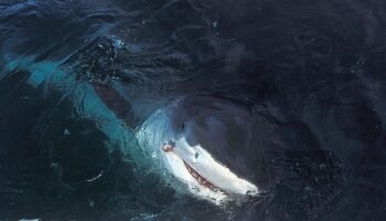 Nouvelle-Calédonie : après une attaque de requin, un quadragénaire succombe à ses blessures