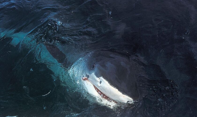 Nouvelle-Calédonie : après une attaque de requin, un quadragénaire succombe à ses blessures