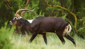 Eine Weißnacken-Moorantilope, wie die aus dem Leipziger Zoo, in freier Wildbahn