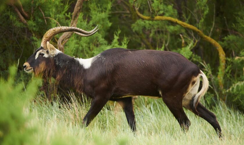 Eine Weißnacken-Moorantilope, wie die aus dem Leipziger Zoo, in freier Wildbahn