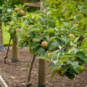 Should you plant trees in a vegetable plot?