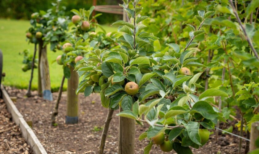 Should you plant trees in a vegetable plot?