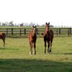 Échappés de leur enclos, une dizaine de chevaux ont divagué sur la voie publique à Brétigny-sur-Orge