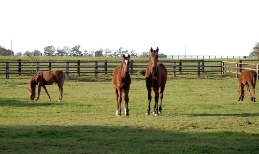 Échappés de leur enclos, une dizaine de chevaux ont divagué sur la voie publique à Brétigny-sur-Orge