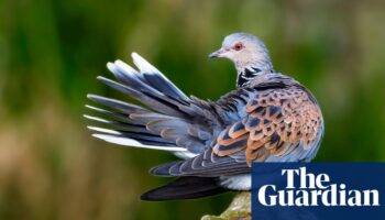 Phew! Turtle doves shoot ban triggers bird species recovery