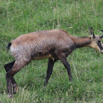 Polémique autour de l’abattage de 500 chamois dans le Doubs : « Les dégâts qu’on leur impute sont insignifiants »