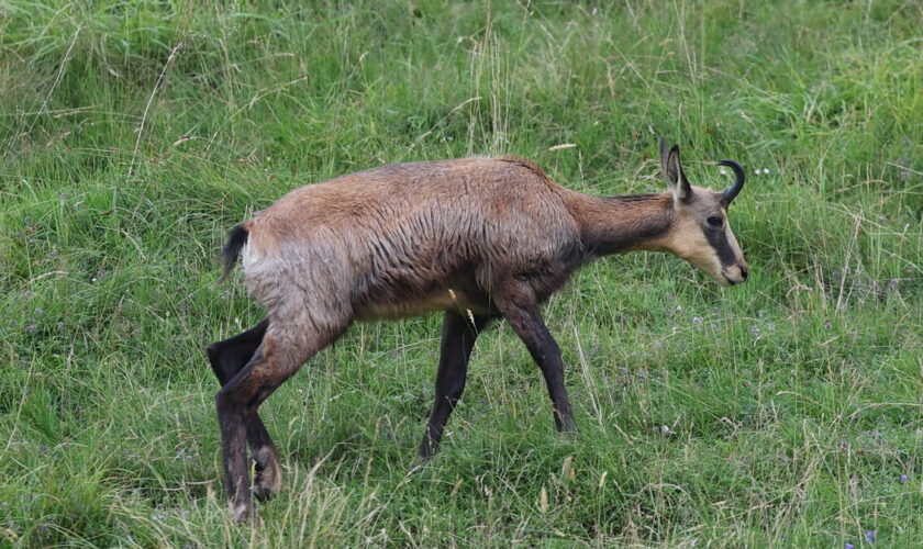 Polémique autour de l’abattage de 500 chamois dans le Doubs : « Les dégâts qu’on leur impute sont insignifiants »