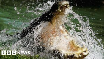 To conserve or cull? Life in Australia's crocodile capital