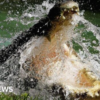 To conserve or cull? Life in Australia's crocodile capital