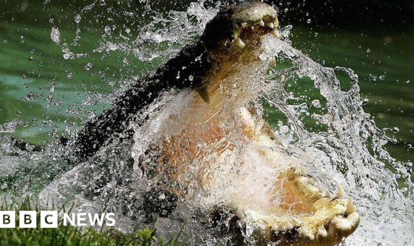 To conserve or cull? Life in Australia's crocodile capital