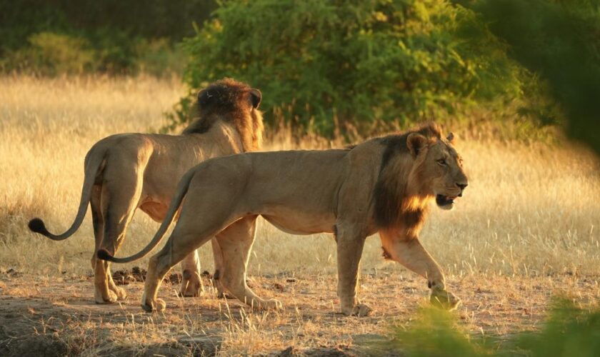 Zimbabwe : perdu en pleine savane, un enfant survit pendant cinq jours cerné de lions, d’éléphants et de léopards