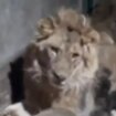 Zookeeper accidentally films his own death ‘trying to impress girlfriend’ in lion’s den