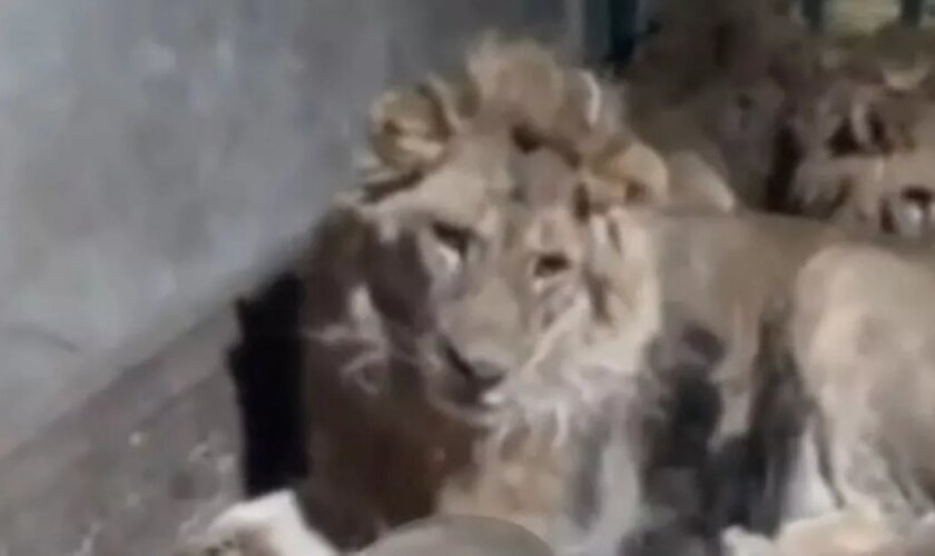 Zookeeper accidentally films his own death ‘trying to impress girlfriend’ in lion’s den